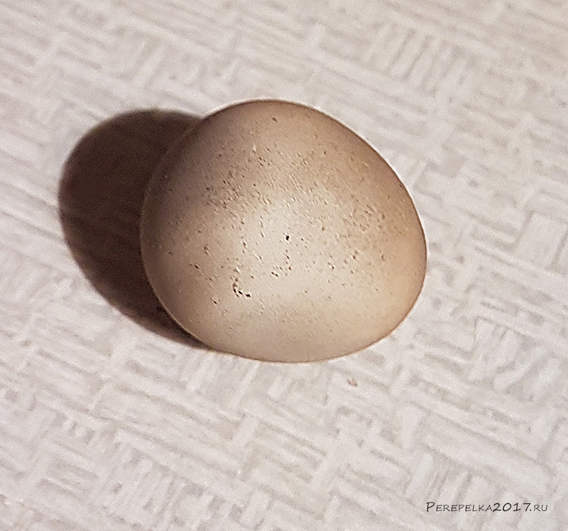 Странное яйцо у перепелки